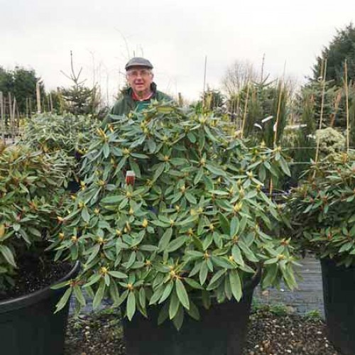 Rhododendron Saffrano - Yakushimanum Hybrid | ScotPlants Direct